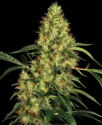 Mexican Sativa cannabis seeds