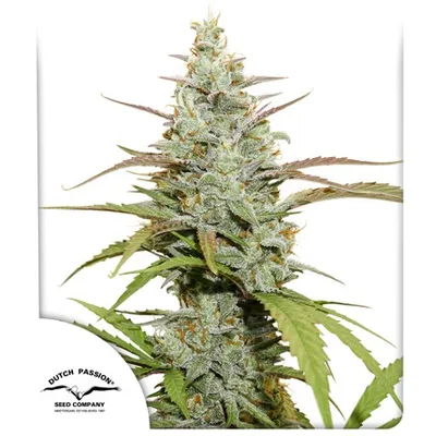 Mokum s Tulip cannabis seeds
