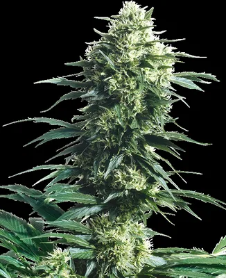 Mother's Finest cannabis seeds