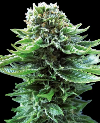 Northern Lights cannabis seeds