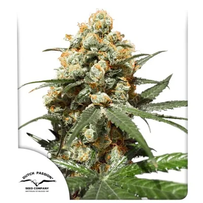 Orange Hill Special cannabis seeds