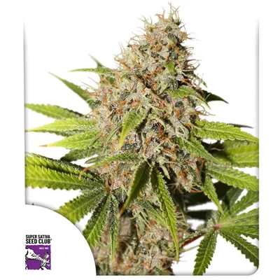 Pineapple Poison cannabis seeds