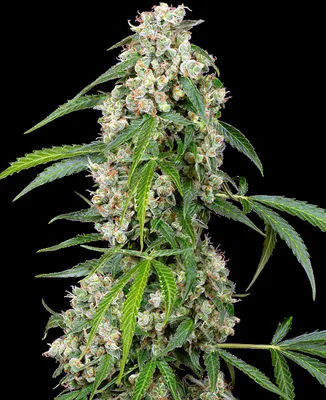 Pineapple cannabis seeds