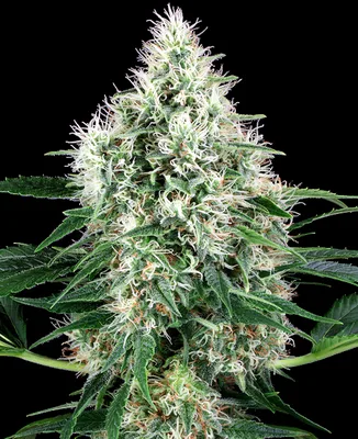 Pure Power Plant cannabis seeds