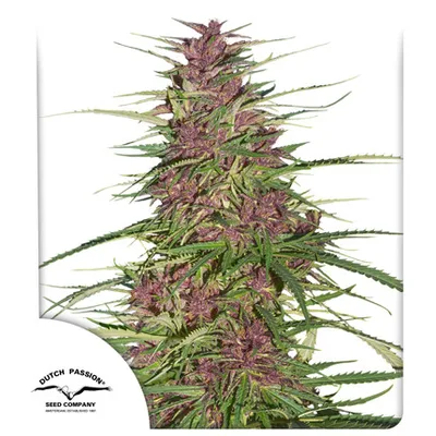 Purple 1 cannabis seeds