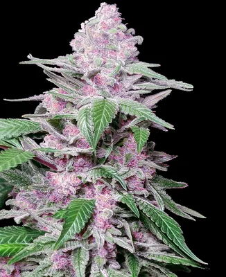 Purple Cookie Kush cannabis seeds