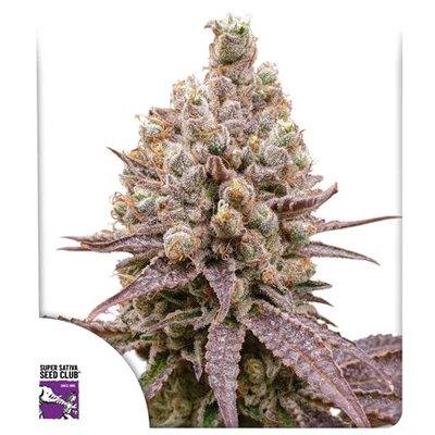 Purple Og Punch cannabis seeds