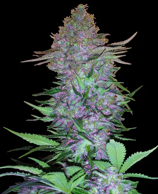 Purple Skunk cannabis seeds