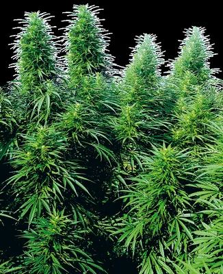 Ruderalis Skunk cannabis seeds