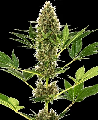 Sensi #219 cannabis seeds