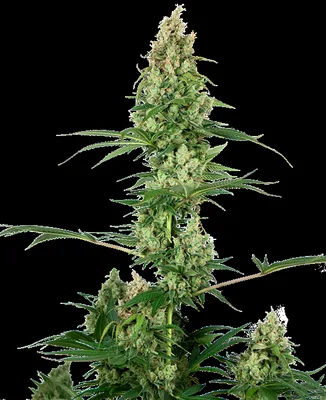 Sensi #32 cannabis seeds