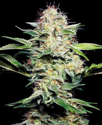 Sensi Skunk cannabis seeds