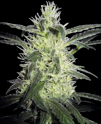 Silver Haze cannabis seeds
