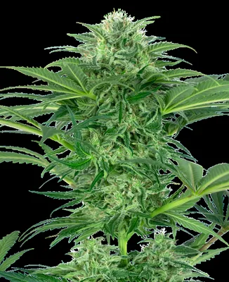 Skunk Dream CBD cannabis seeds