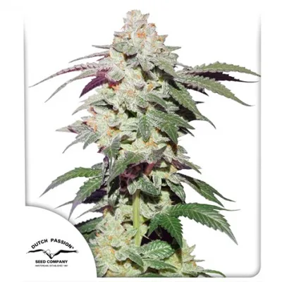 Skywalker Haze cannabis seeds