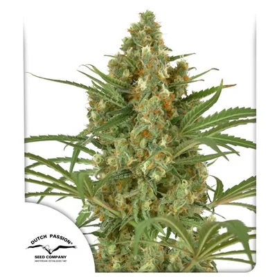 Snow Bud cannabis seeds