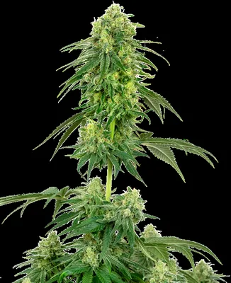 Strawberry Kush cannabis seeds