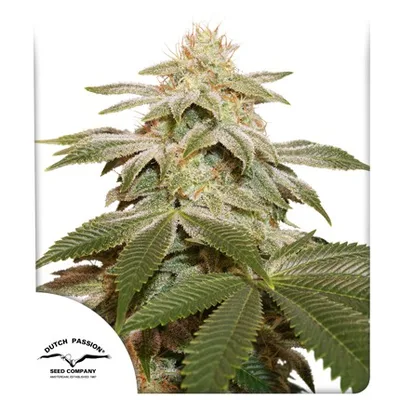 Sugar Bomb Punch cannabis seeds
