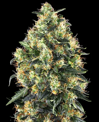 Super Skunk cannabis seeds