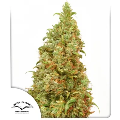 Thc Victory cannabis seeds