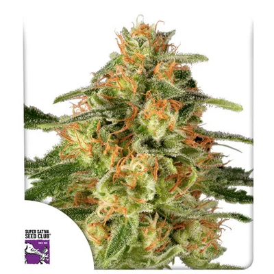 Tnt Trichome cannabis seeds