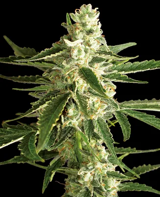White Diesel Haze cannabis seeds