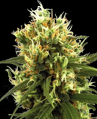 White Haze cannabis seeds