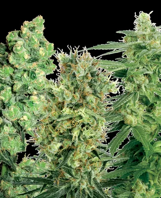 White Label Mix cannabis seeds