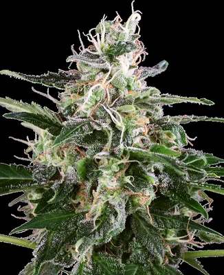 White Skunk cannabis seeds