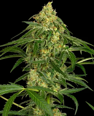 Zkittlez cannabis seeds
